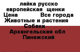 лайка русско-европейская (щенки) › Цена ­ 5 000 - Все города Животные и растения » Собаки   . Архангельская обл.,Пинежский 